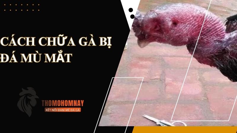 Nguyên nhân khiến cho chiến kê bị đá mù mắt
