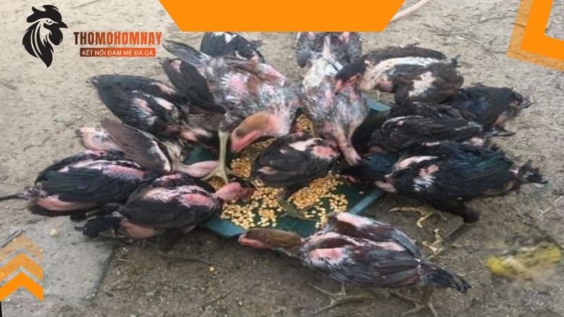 Cho gà chọi ăn gì để tăng cân nhanh và an toàn nhất cho thi đấu? 2 Cho chiến kê ăn gì để tăng cân khi ở độ tuổi trưởng thành