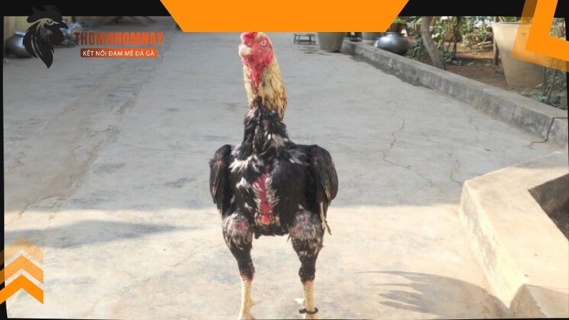 Tìm hiểu về phèn chua có tác dụng gì với gà chọi 3 Phèn chua có tác dụng gì với gà chọi đó là tái tạo da