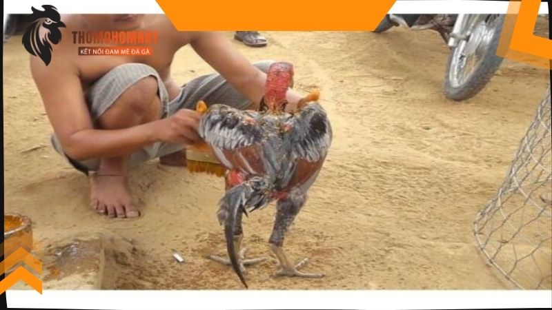 Hướng dẫn vào nghệ cho chiến kê đúng cách mang lại hiệu quả cao