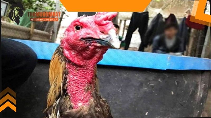 Một số lưu ý khi chiến kê bị kén mép